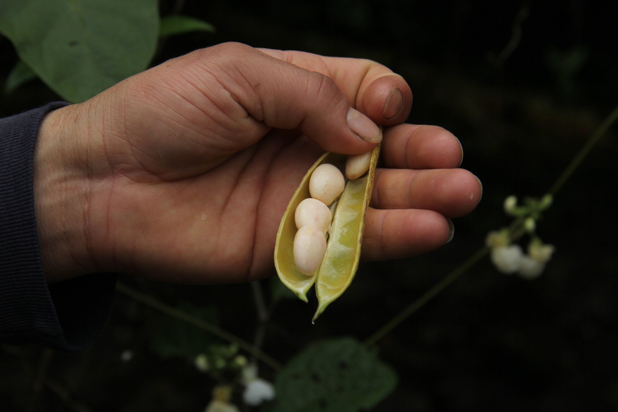 Phaseolus dumosus